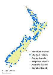 Hymenophyllum scabrum distribution map based on databased records at AK, CHR, OTA and WELT. 
 Image: K. Boardman © Landcare Research 2016 CC BY 3.0 NZ